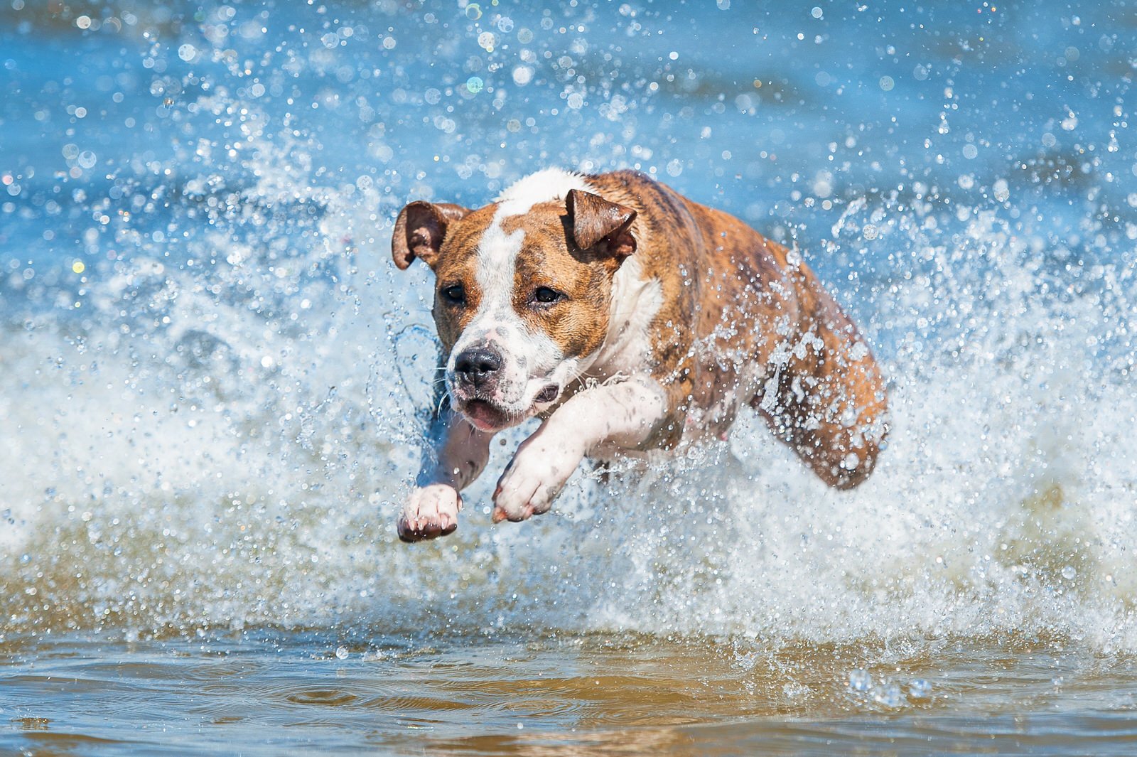 Dog Splashing