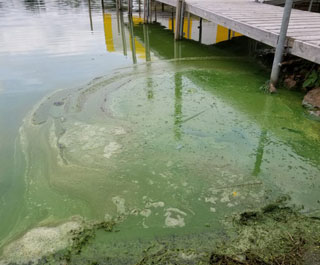 Blue Green Algae