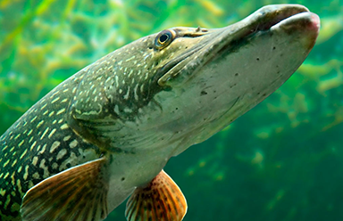 Aquatic Invasive Species